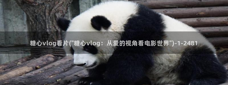 多己糖心在线vlog